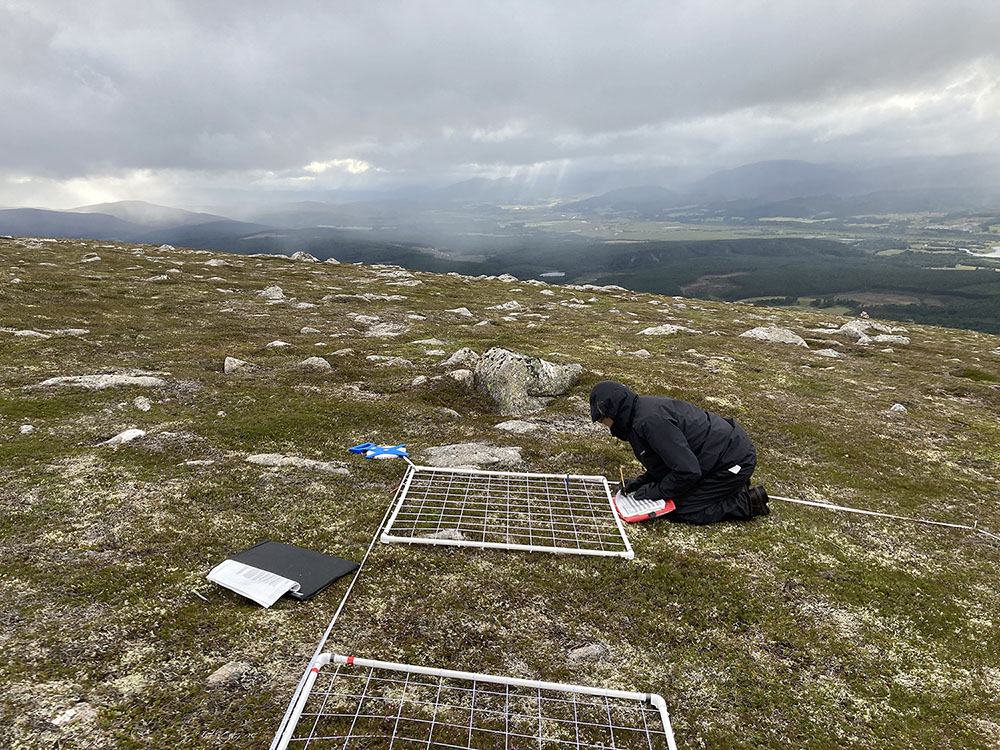 Surveying vegetation in the Cairngorms