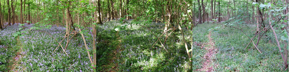 Bluebells at Knottwood, Rothamsted
