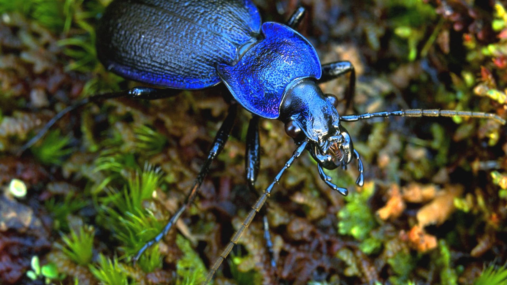 A carabid beetle