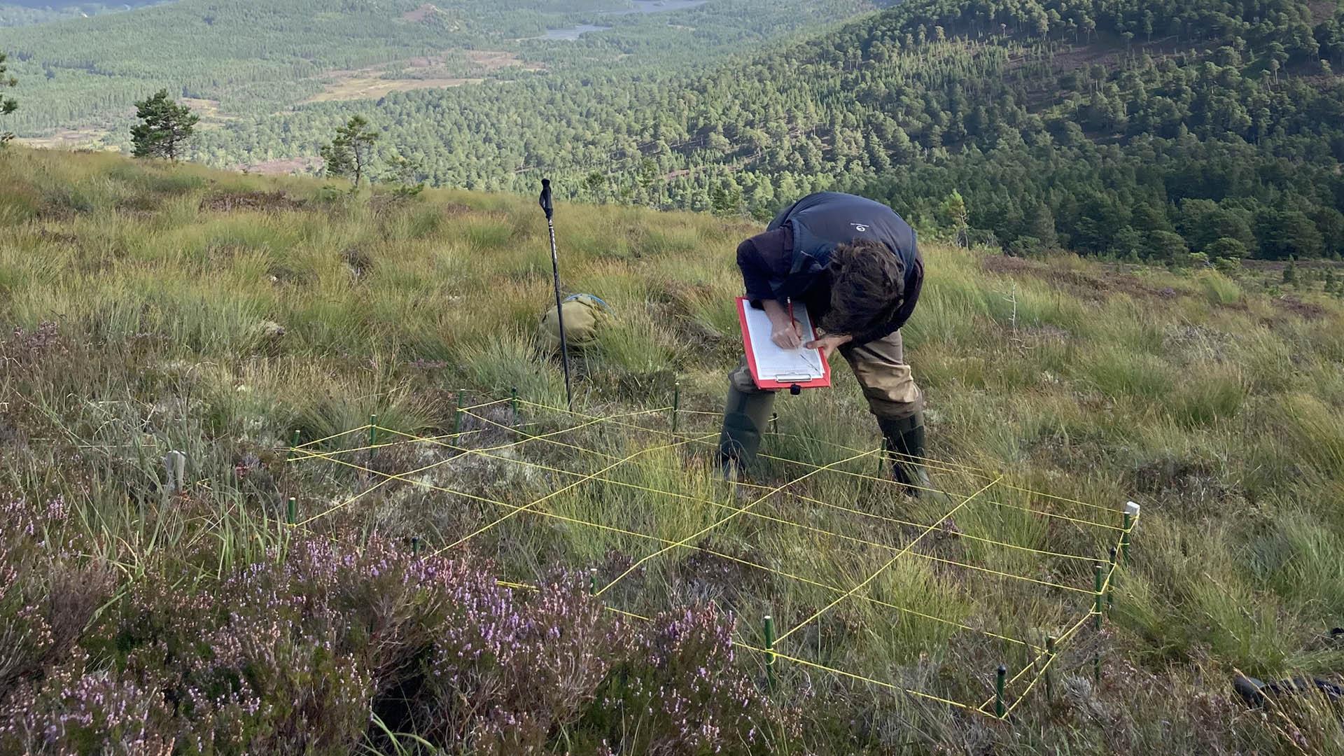 Surveying vegetation