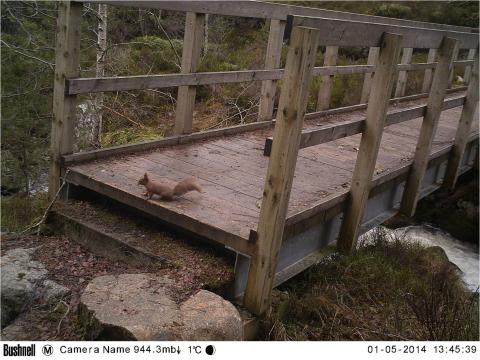 Red squirrel crossing a footbridge