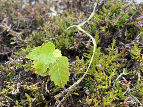 A birch (Betula) seedling at the ECN Cairngorms site