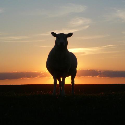 Silhouetted sheep