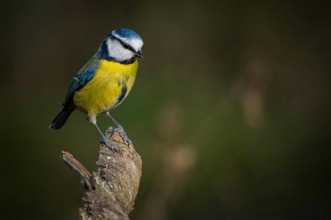 Blue tit on a branch