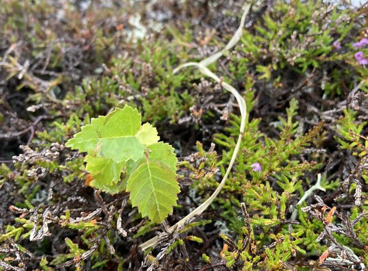 A birch (Betula) seedling at the ECN Cairngorms site.