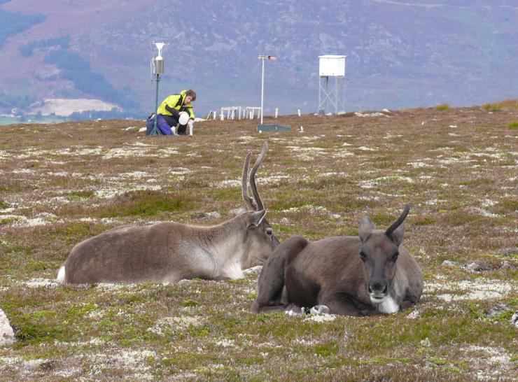 Monitoring at the ECN Cairngorms site with reindeer for company