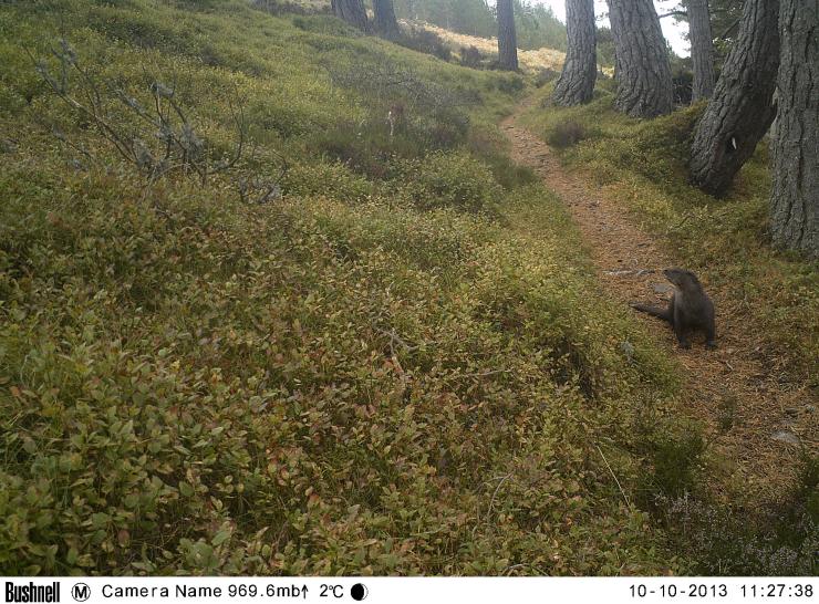 Camera trap image from Cairngorms