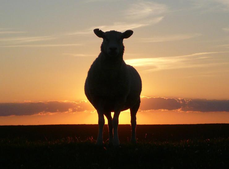Sheep in silhouette