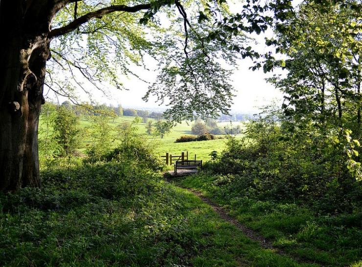 Photograph showing woods and fields at Wytham