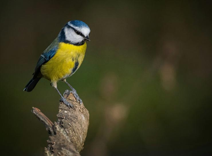 Blue tit