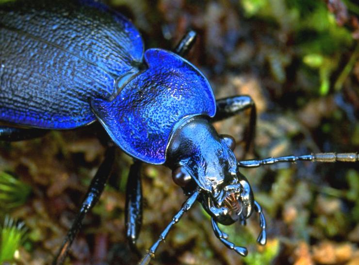 Carabid (ground) beetle (Carabus problematicus)