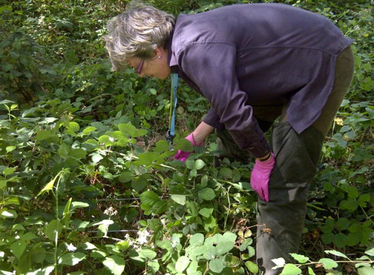 Read about increasing vegetation species richness at ECN sites linked to changes in air pollution and weather Surveying vegetation in a woodland