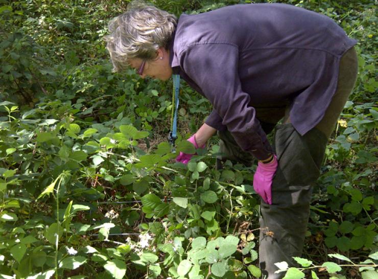 Surveying vegetation in a woodland