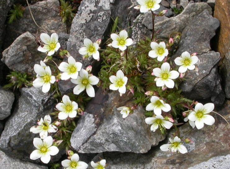Saxifrage, a plant of mountains and the arctic