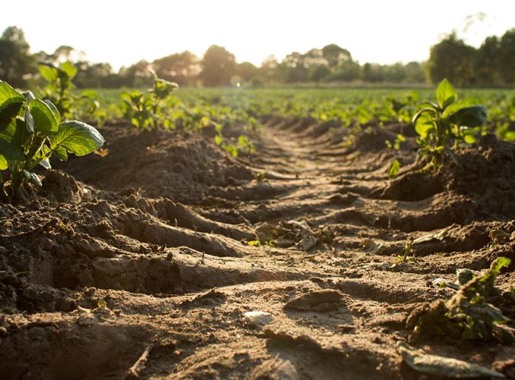 A crop field showing bare soil and tractor tyre marks.